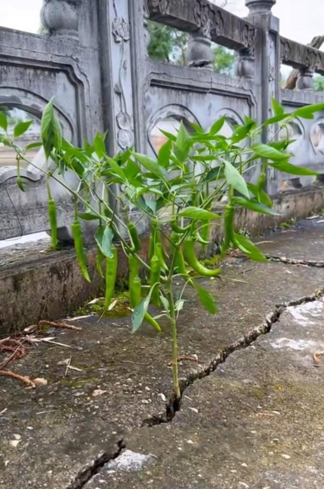 早上去遛弯去在小桥边发现了一株辣椒秧.居然还接辣椒了.