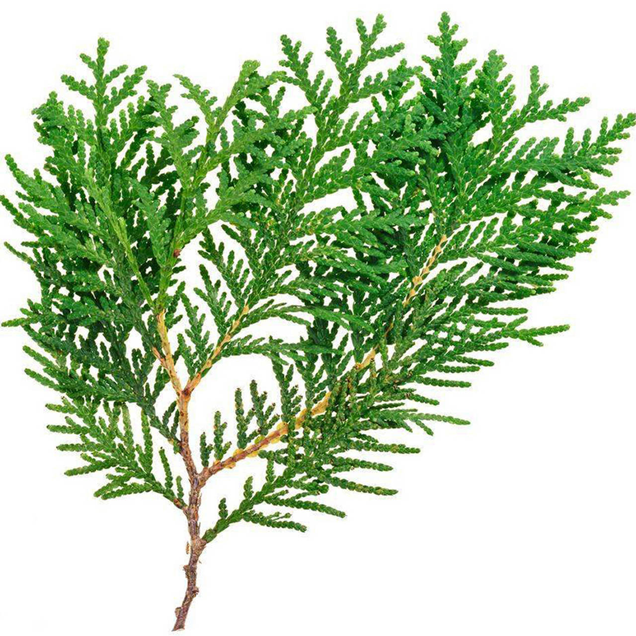 侧柏树寓意为热闹和喜庆,植株叶片密集生长,颜色青绿