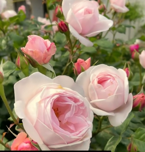 月季花,被誉为"花中皇后",具有极高的观赏价值,是世界四大切花之一.