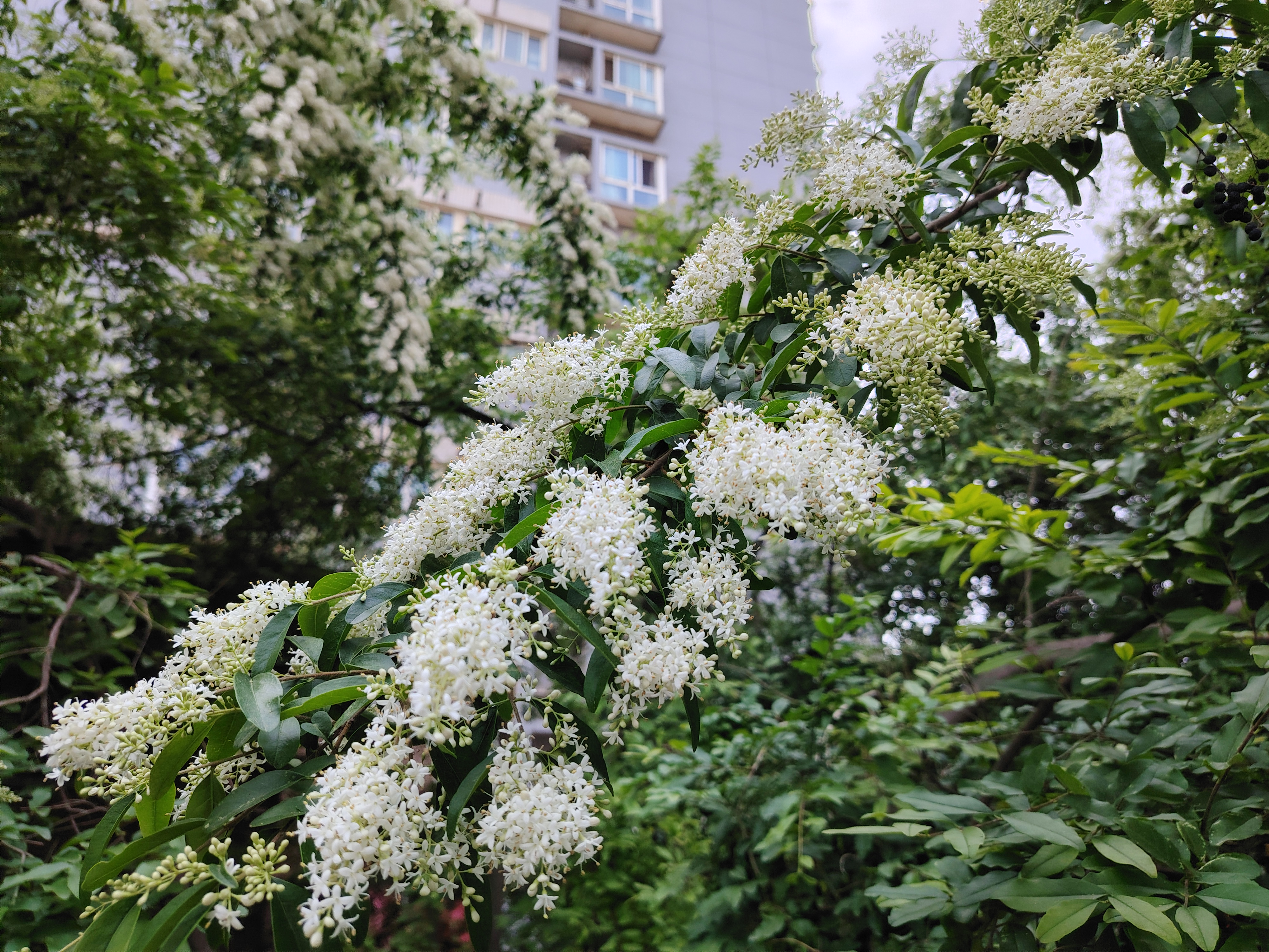 城市大玩家# 小叶女贞的花虽小,但白似雪,定睛一瞧,有四片花瓣,如