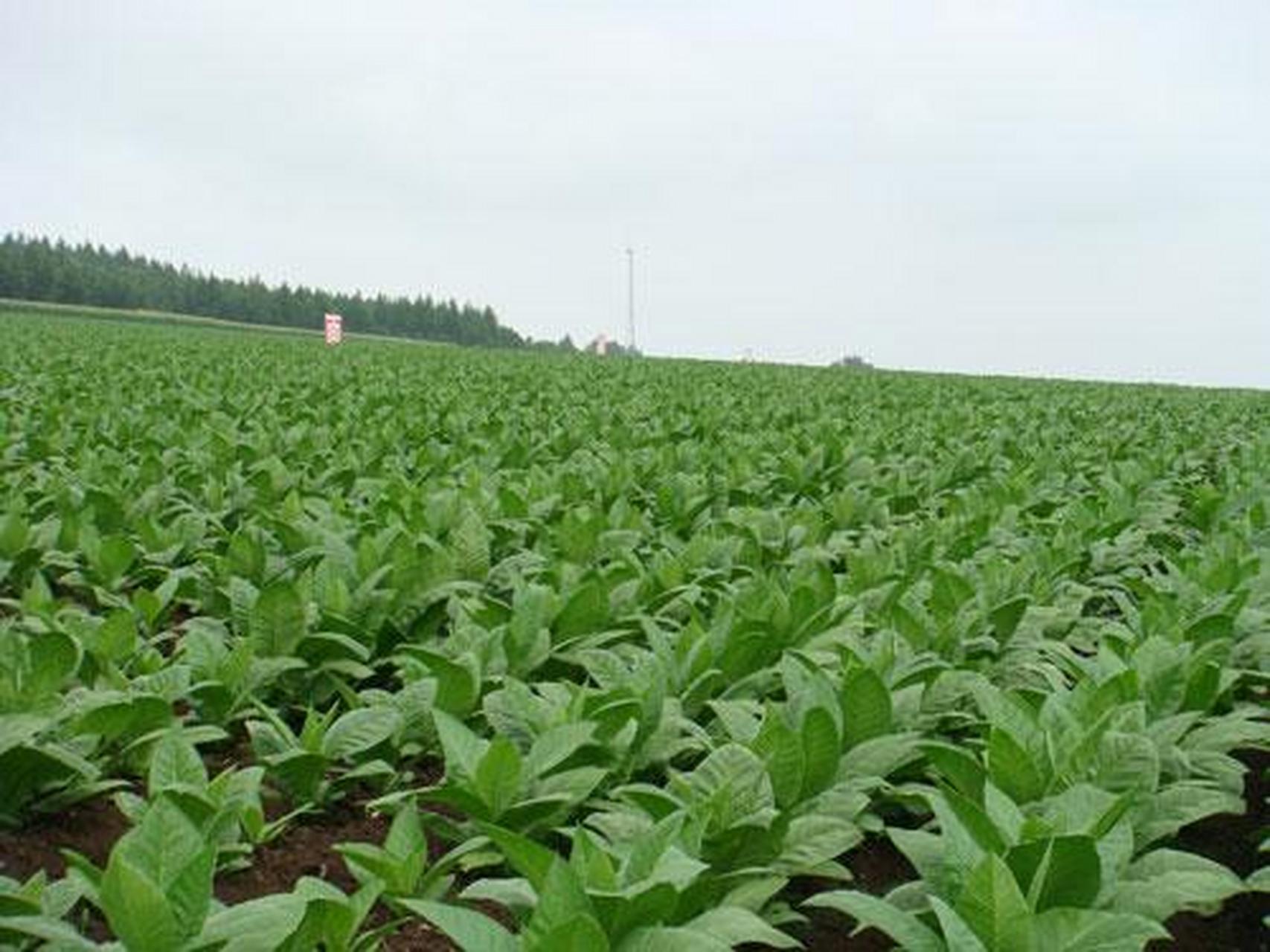 我给赵尚志带了几片亚布力烟片