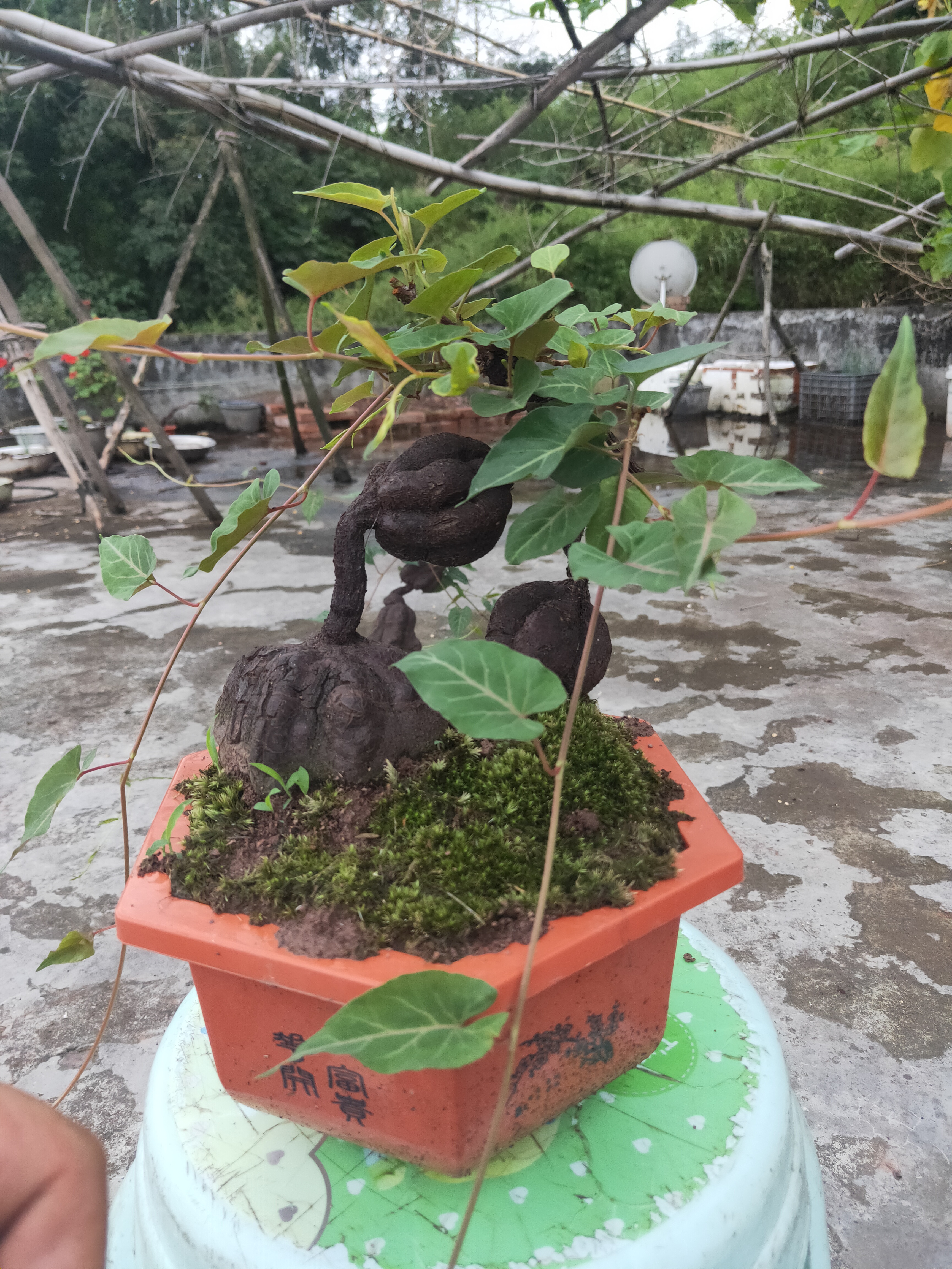 野生何首乌属于四大仙草之一,造型独特,浑然天成,适合居家盆栽,.