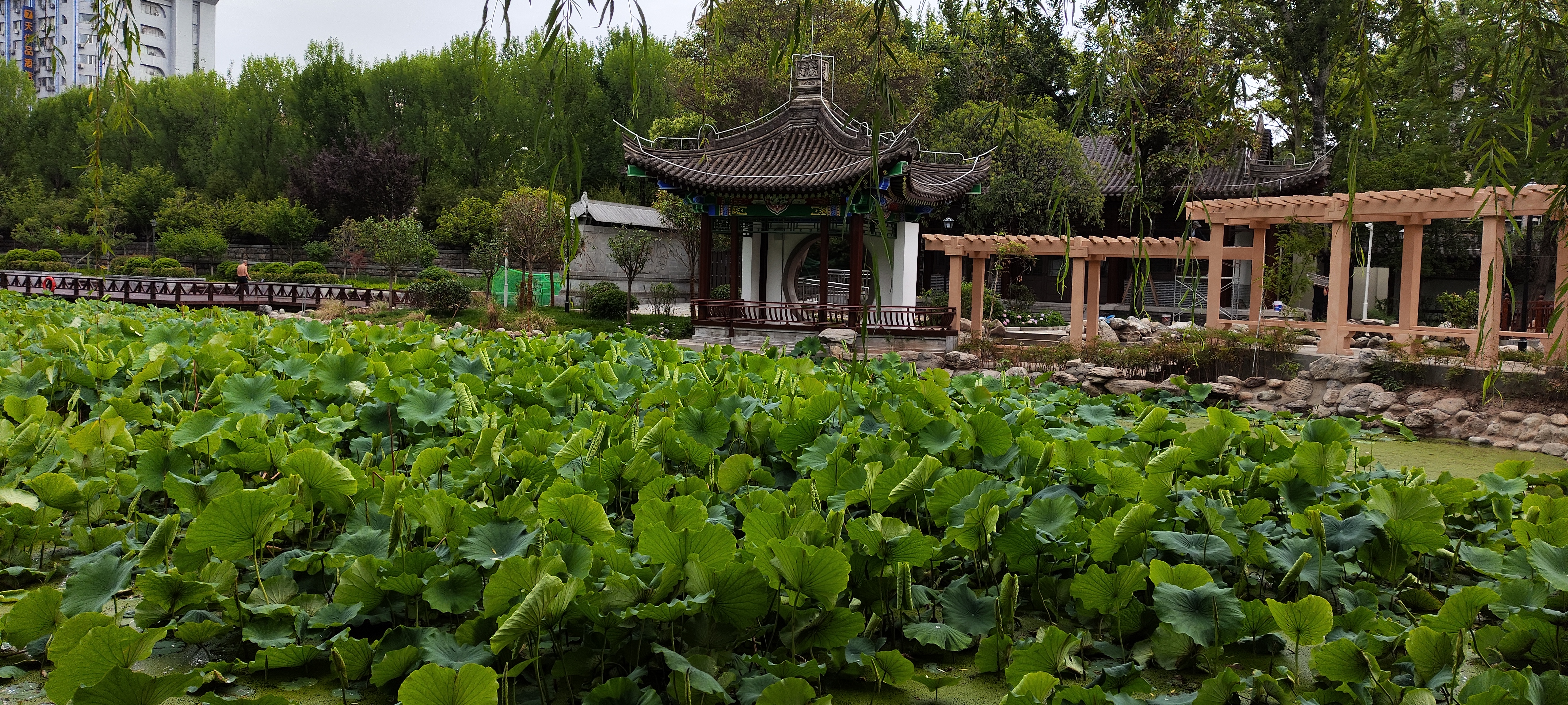 西安莲湖公园图片