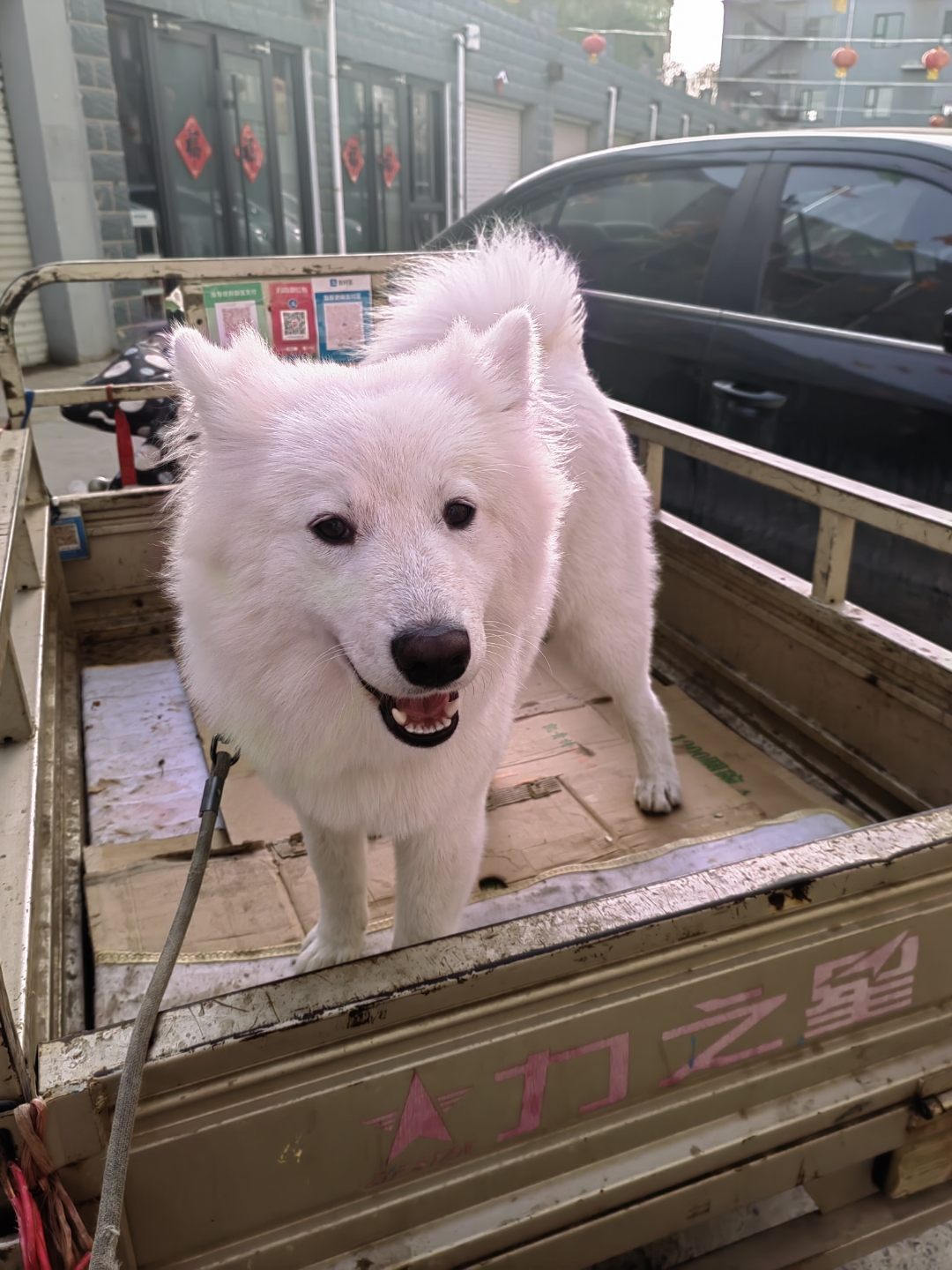 这是狼版萨摩,哈哈,不管是否,都是我们所爱的果汁