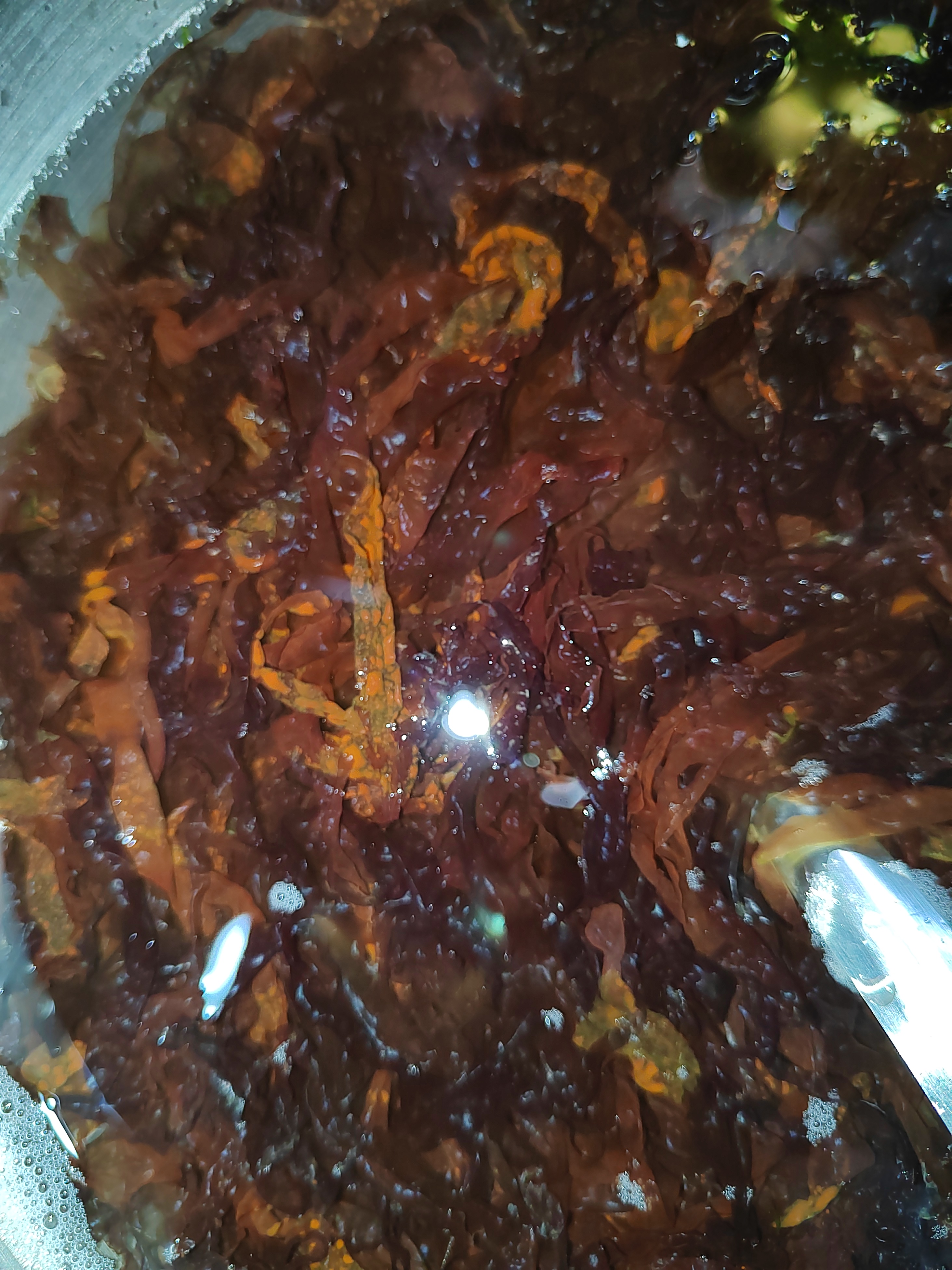 网上买的紫菜,泡完水,出现一点一点红色得东西,有人知道是啥吗,求解
