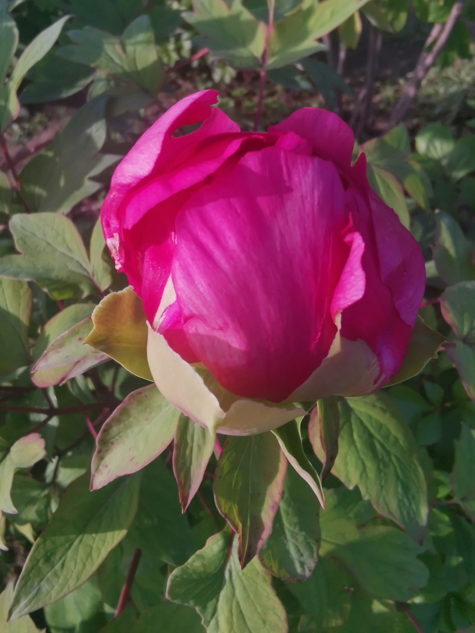 《牡丹》  皮日休〔唐代〕  落尽残红始吐芳,佳名唤作百花王.