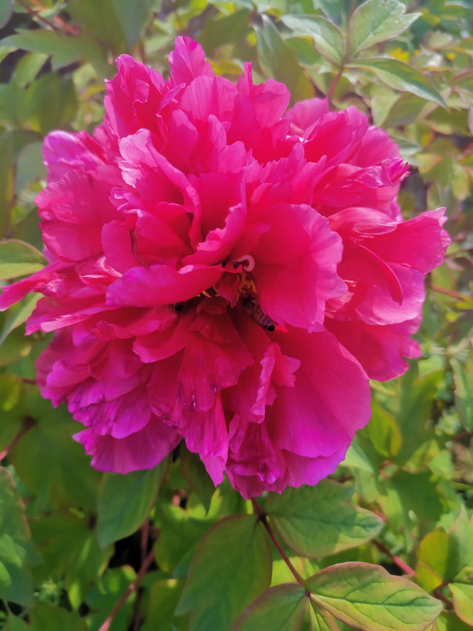 《牡丹》  皮日休〔唐代〕  落尽残红始吐芳,佳名唤作百花王.