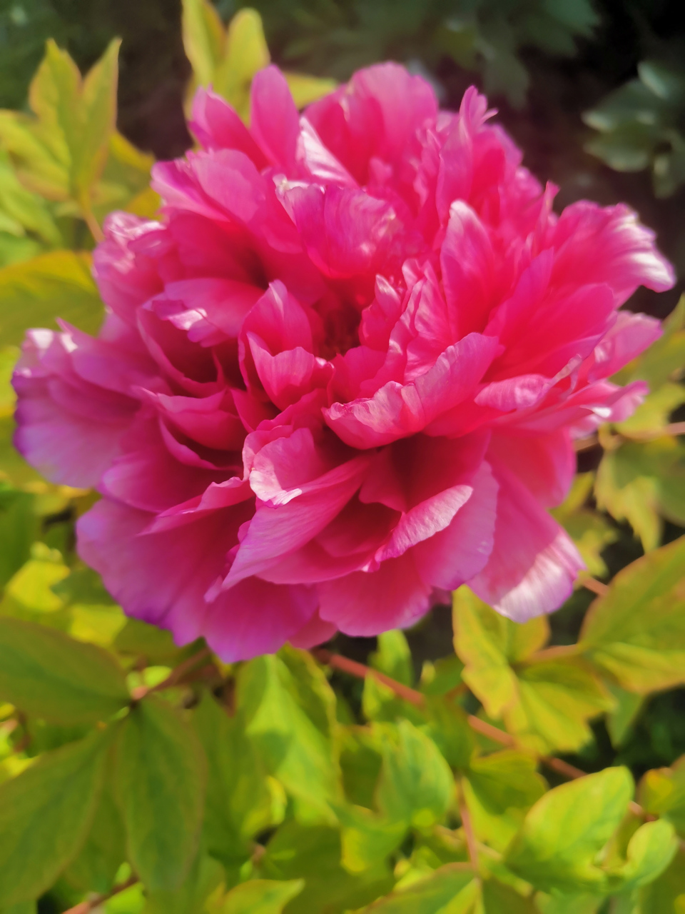 《牡丹》  皮日休〔唐代〕  落尽残红始吐芳,佳名唤作百花王.