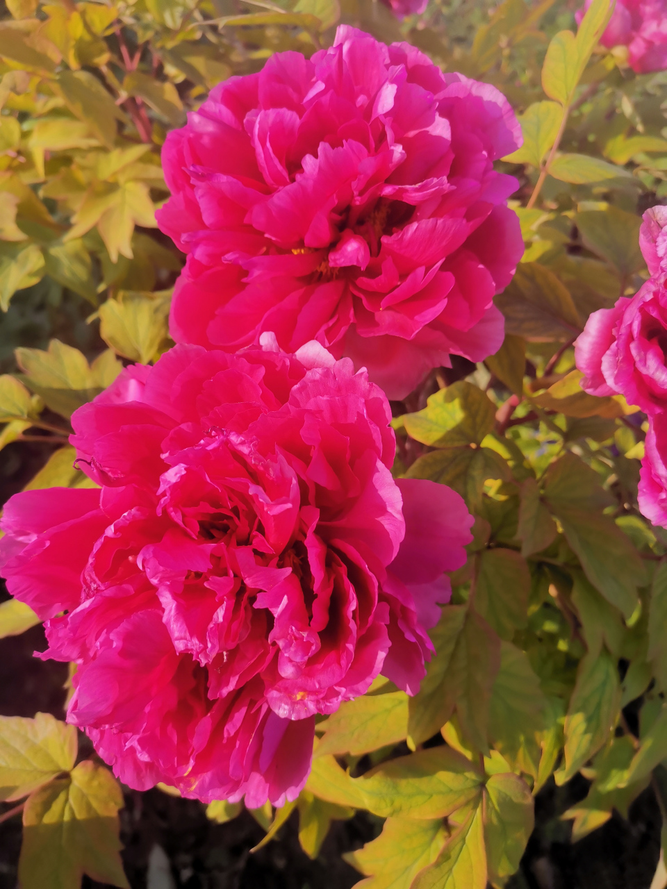 《牡丹》  皮日休〔唐代〕  落尽残红始吐芳,佳名唤作百花王.