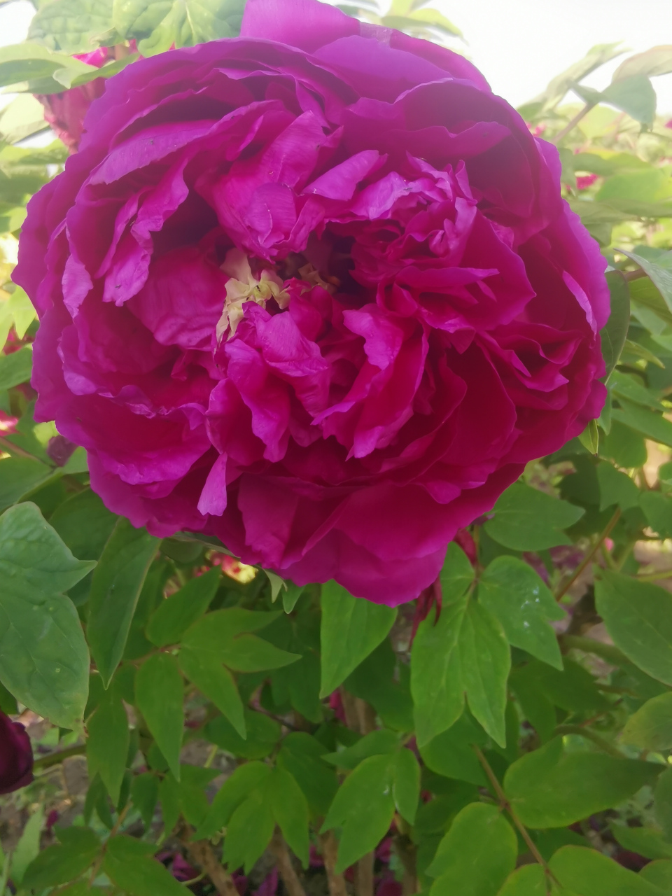 《牡丹》  皮日休〔唐代〕  落尽残红始吐芳,佳名唤作百花王.