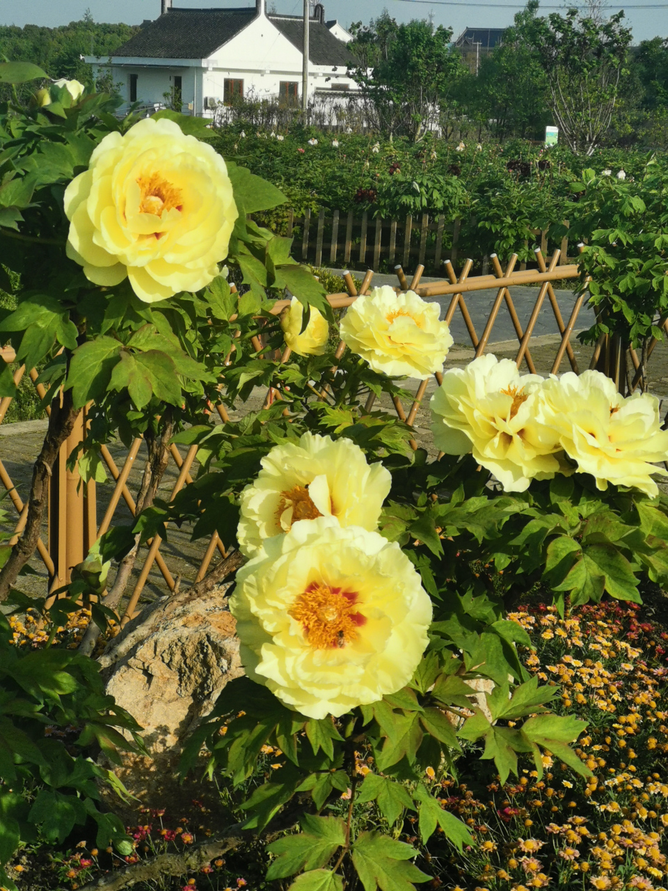 《牡丹》  皮日休〔唐代〕  落尽残红始吐芳,佳名唤作百花王.