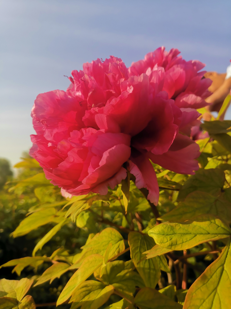 《牡丹》  皮日休〔唐代〕  落尽残红始吐芳,佳名唤作百花王.