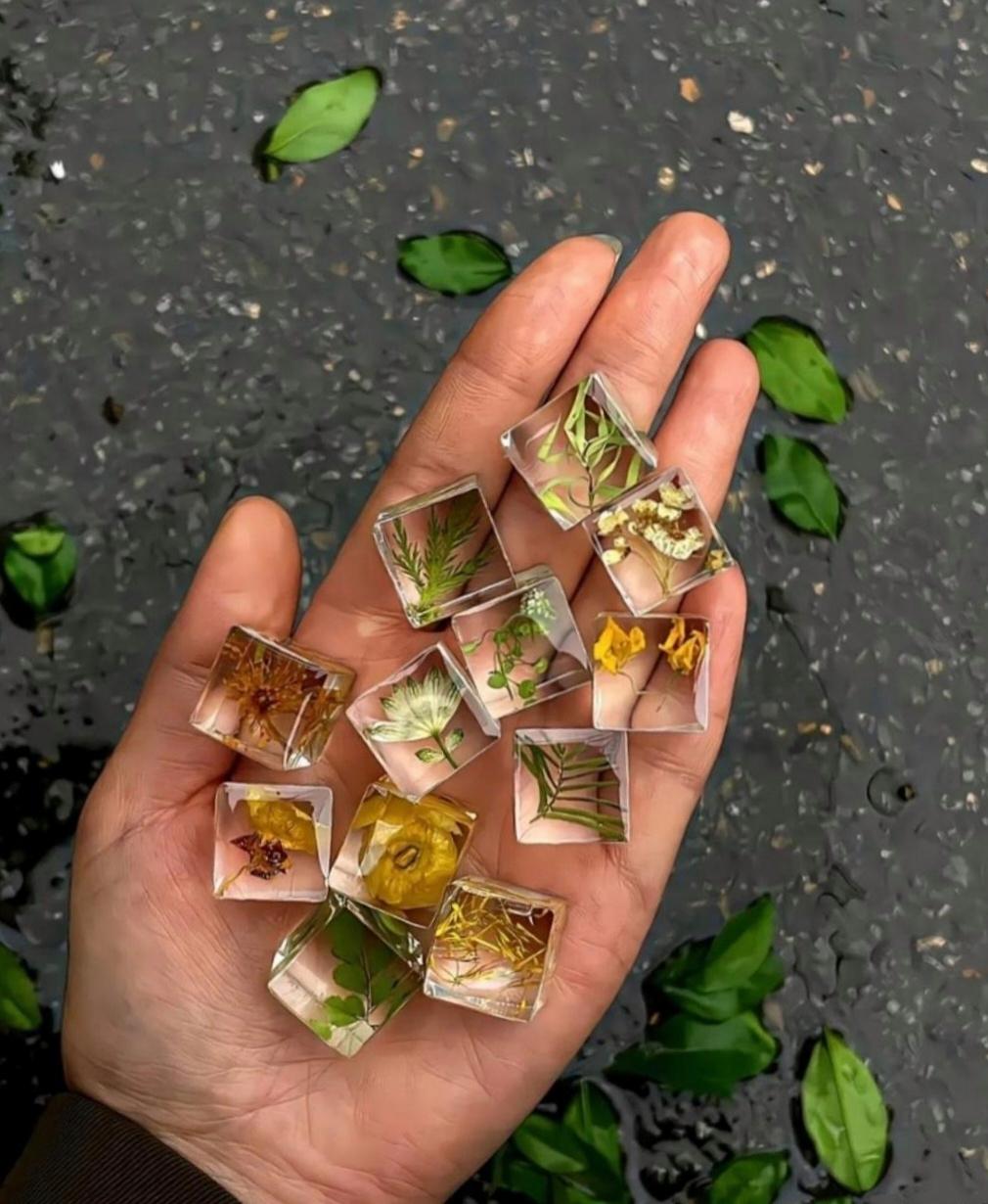 哇哦,这种标本特别像是制作小冰块一样,太漂亮了,树叶看起来特别清亮