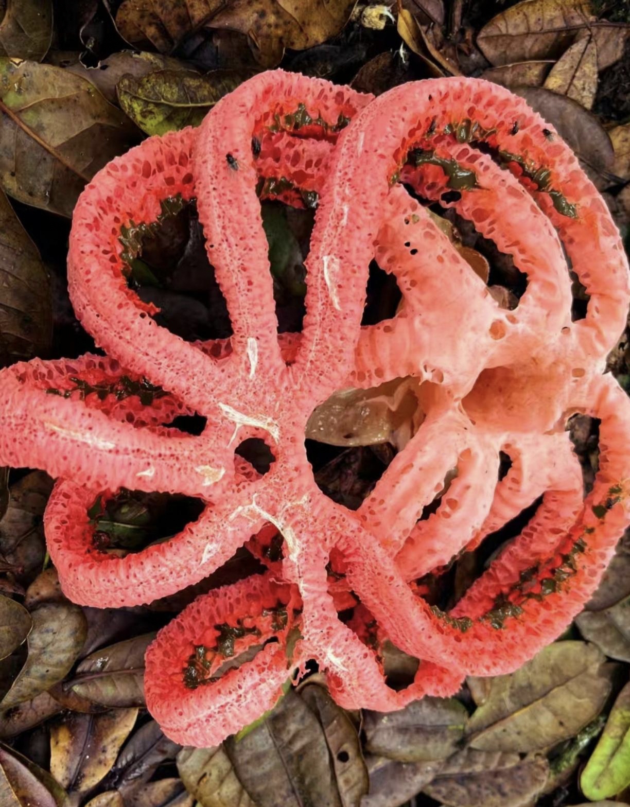 据说这种菌叫做红笼头菌,形状和颜色都很好看,但有毒,气味也不好,外号