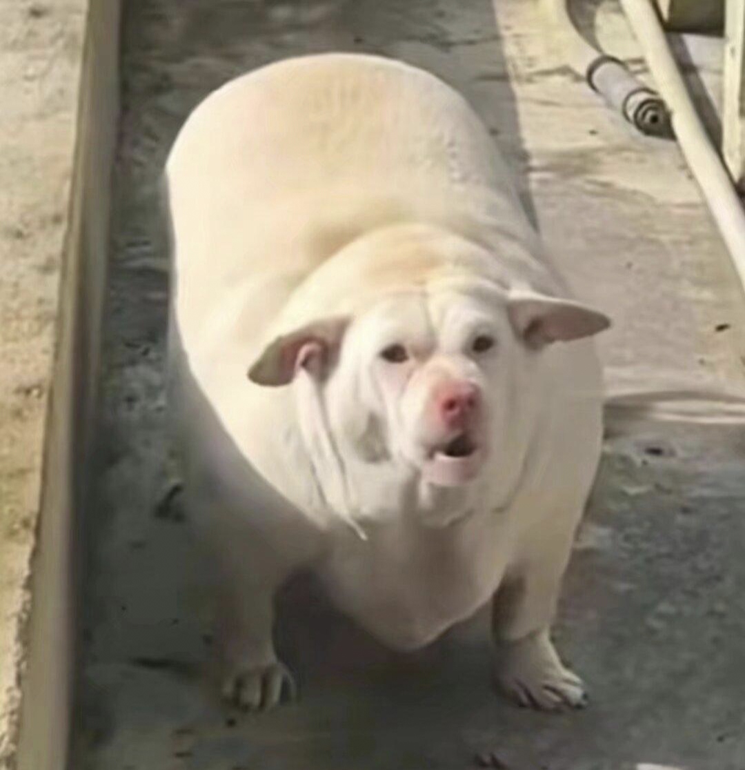 长得有点子吓人哈,不知道怎么养的,这又像猪🐷又像狗🐶的,表弟给