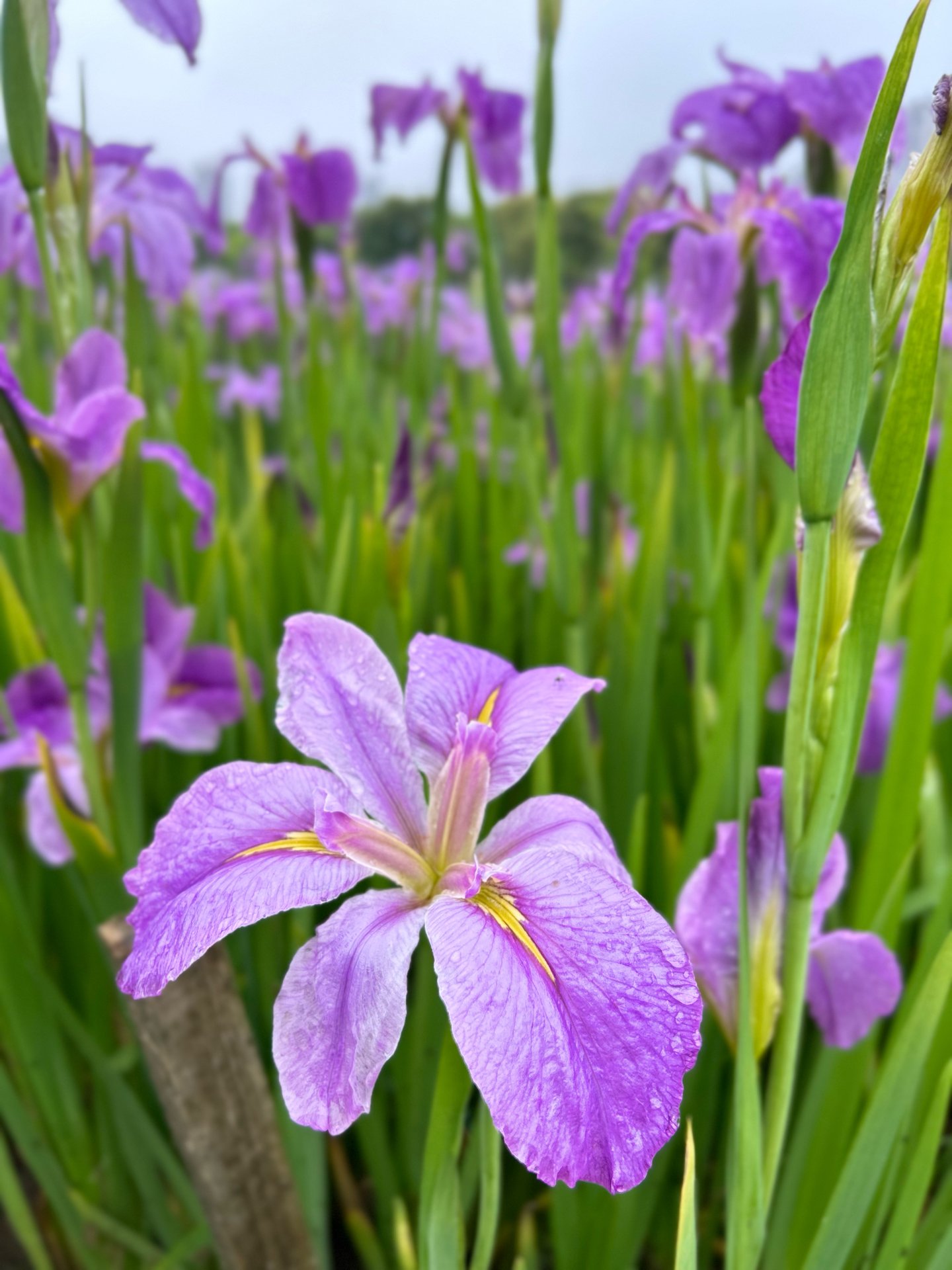 花名大全手机壁纸图片