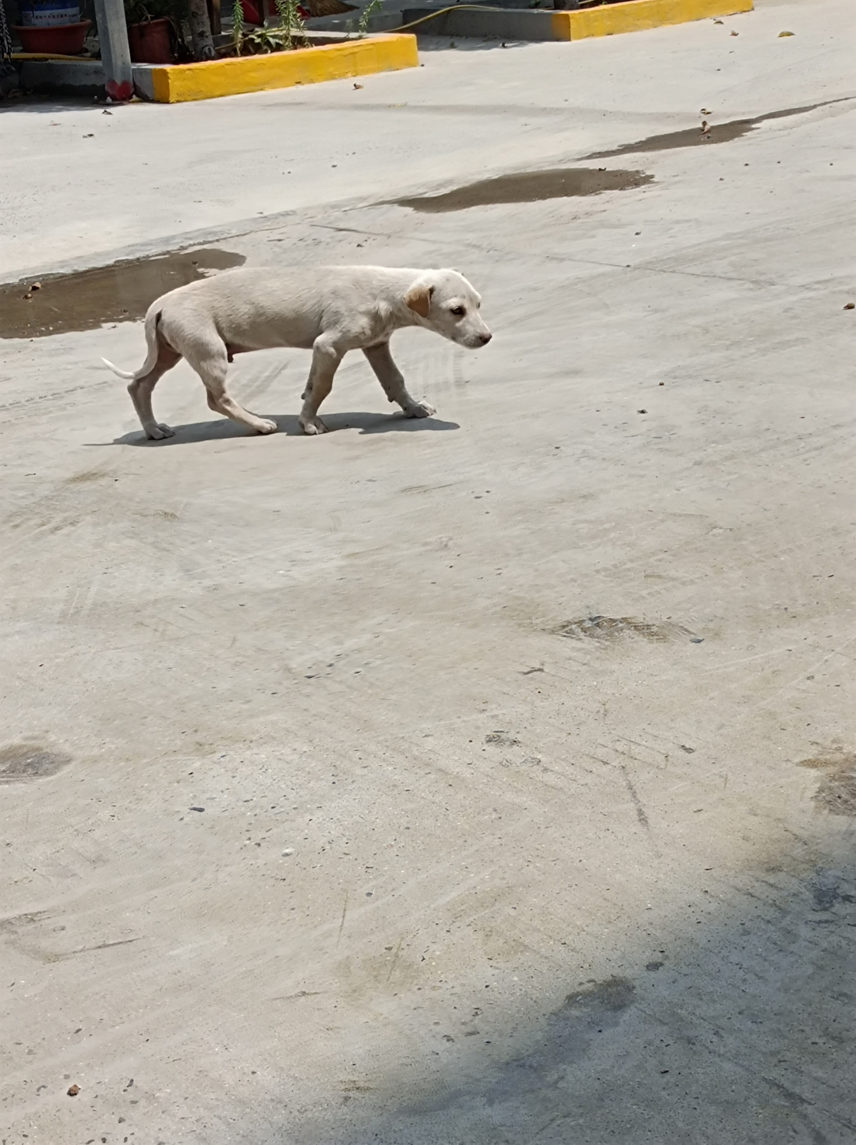 狗狗确实难看,尖嘴猴腮,瘦得皮包骨,以前的主人是老两口,自己吃饭都