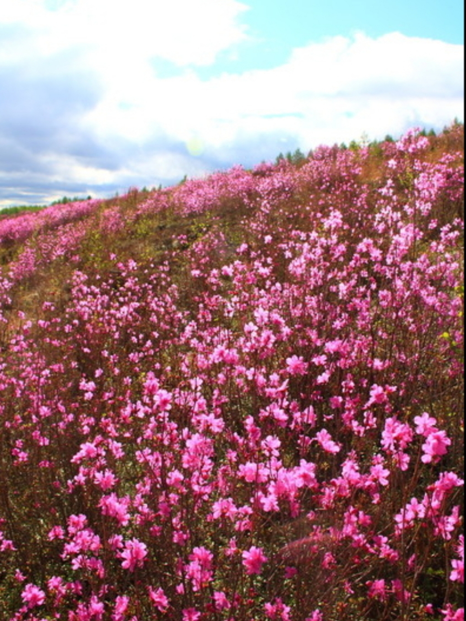 耐寒零下四五十度低温的杜鹃非兴安杜鹃莫属.