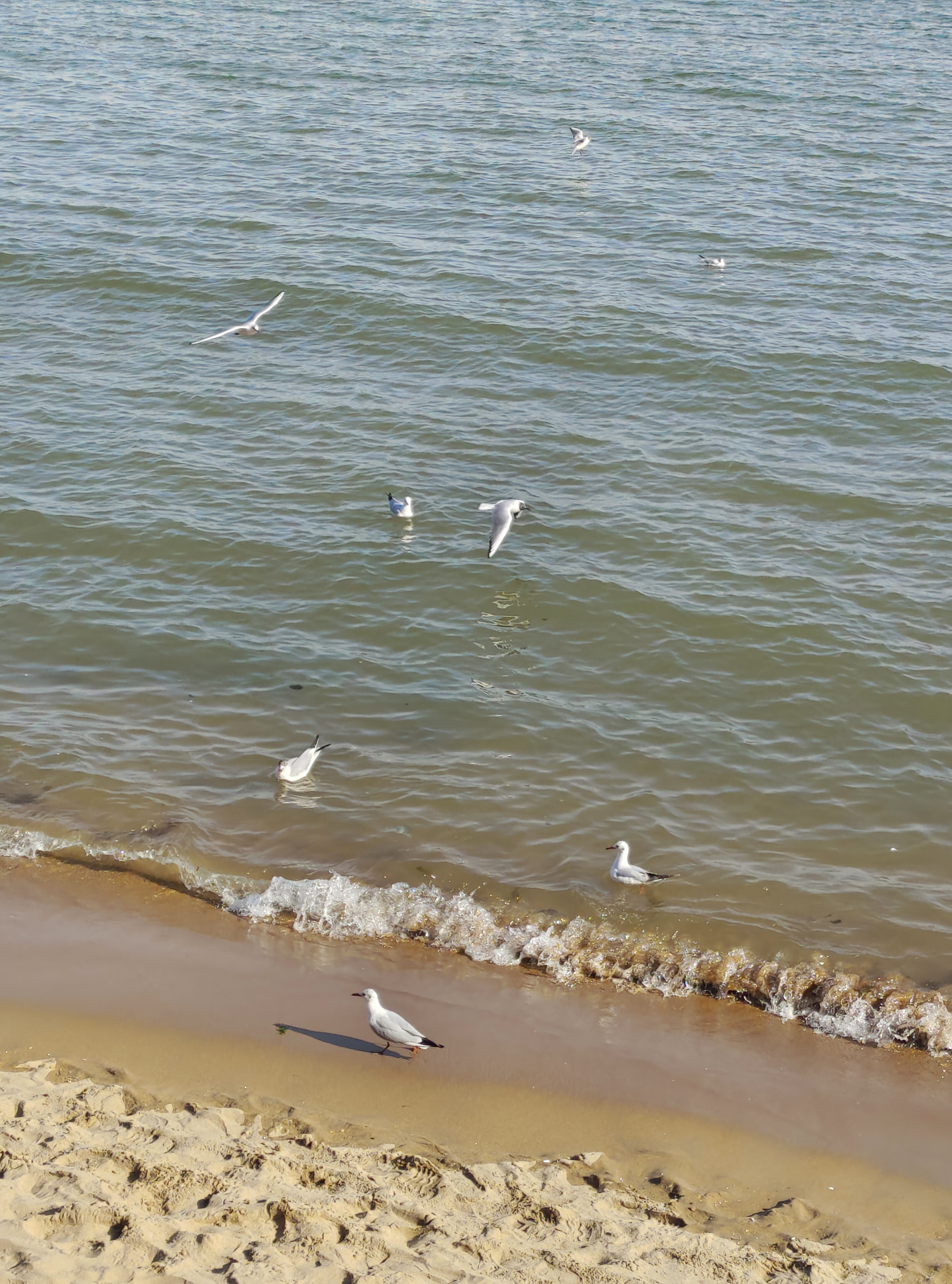 海边好多的海鸥,人与环境和谐共存的融洽[观望]