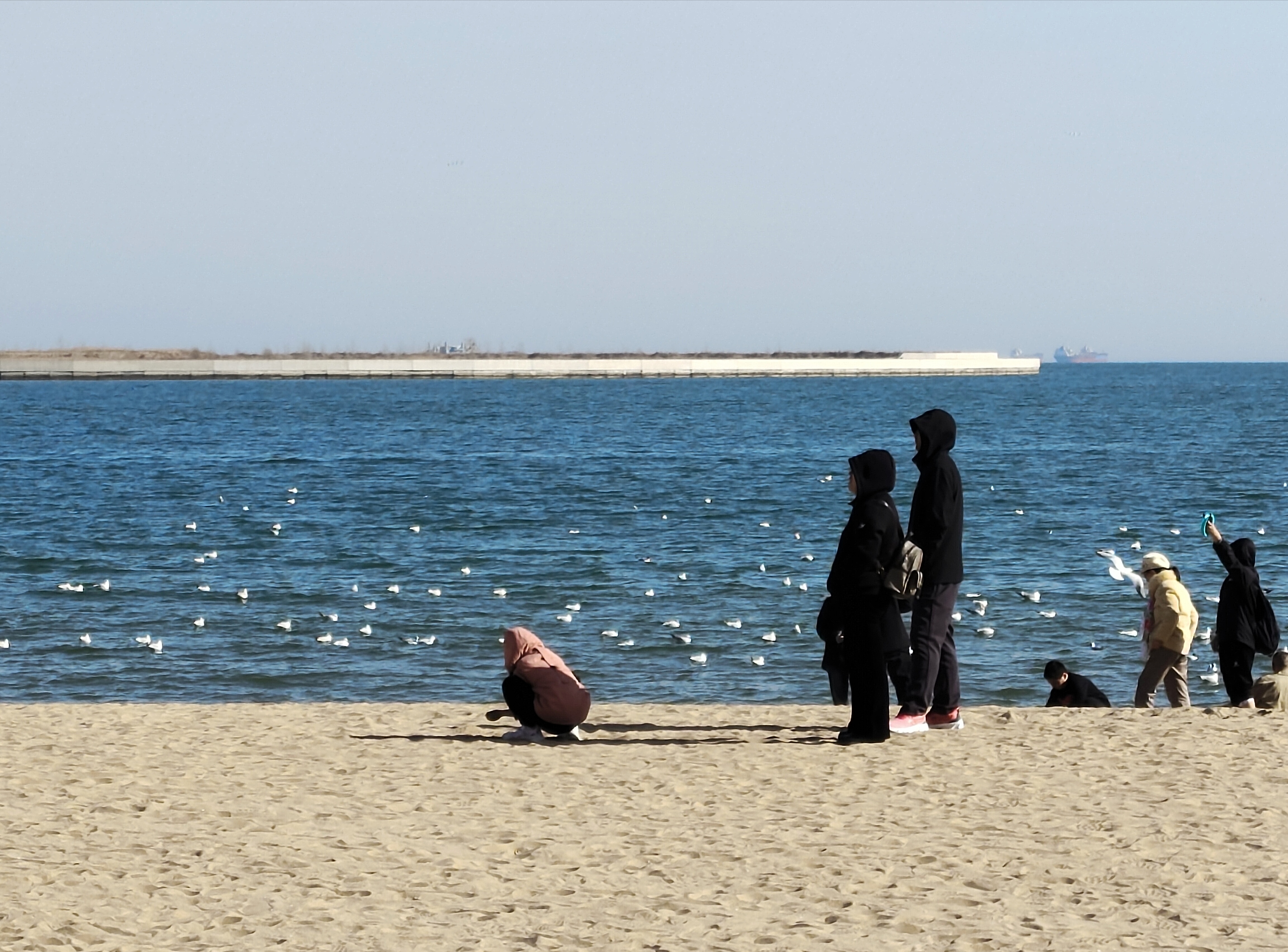 海边好多的海鸥,人与环境和谐共存的融洽[观望]