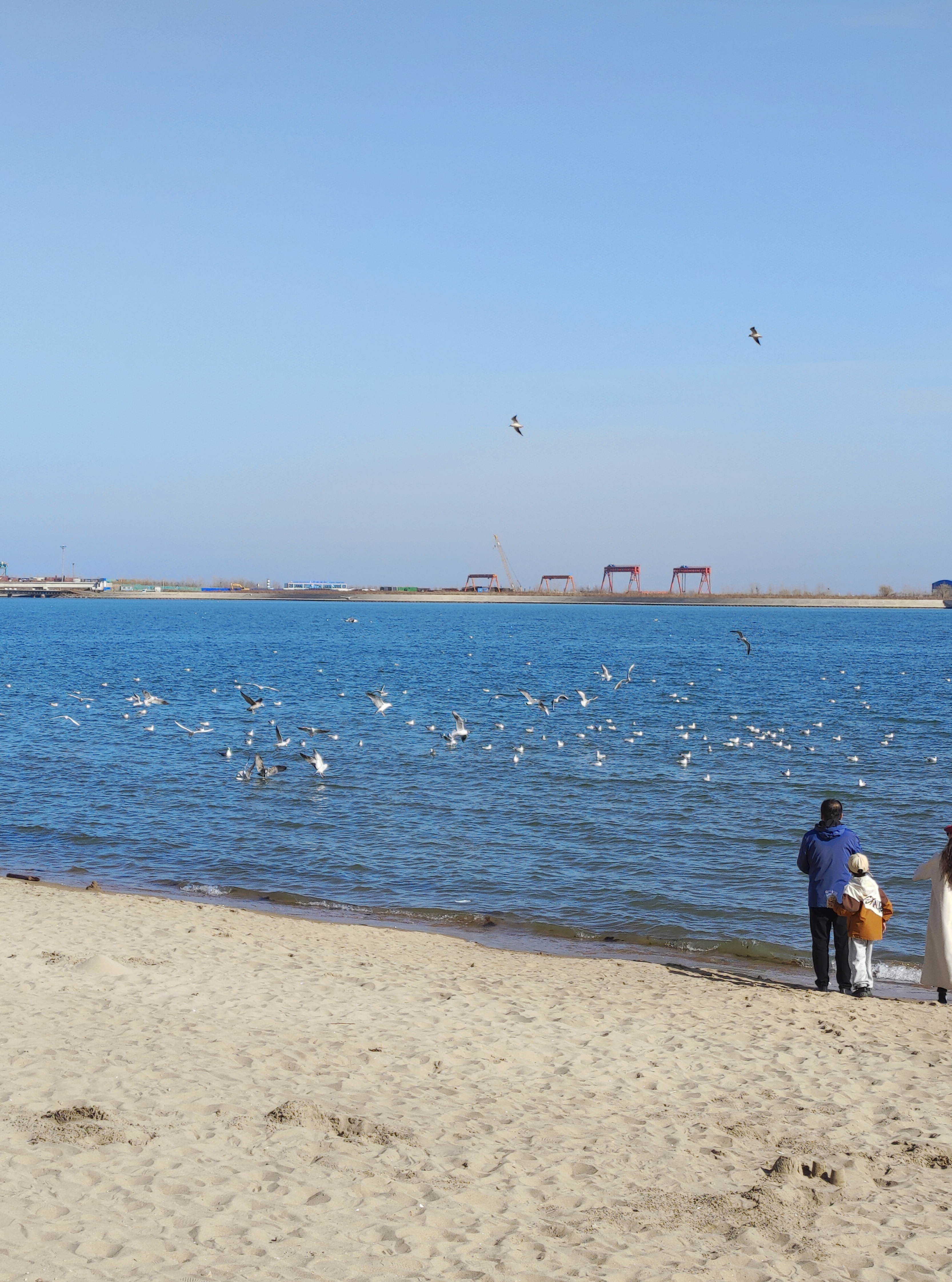 海边好多的海鸥,人与环境和谐共存的融洽[观望]