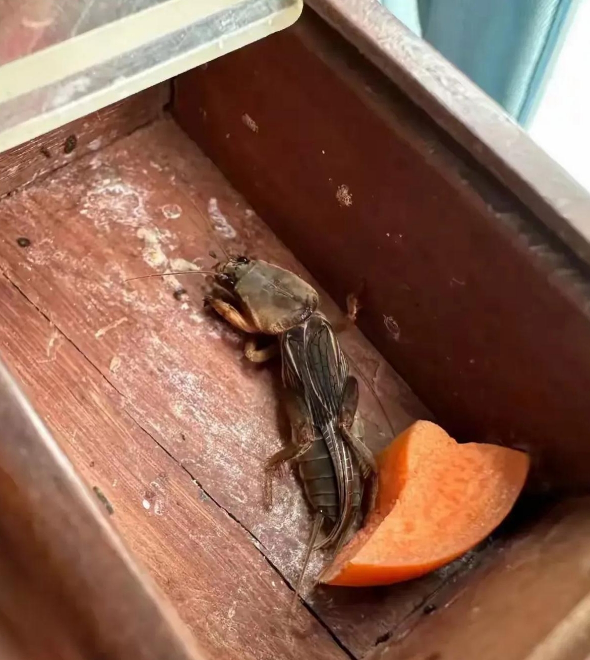 去朋友家玩,发现朋友家养了一只宠物小昆虫,形状长得非常像蟋蟀,真是