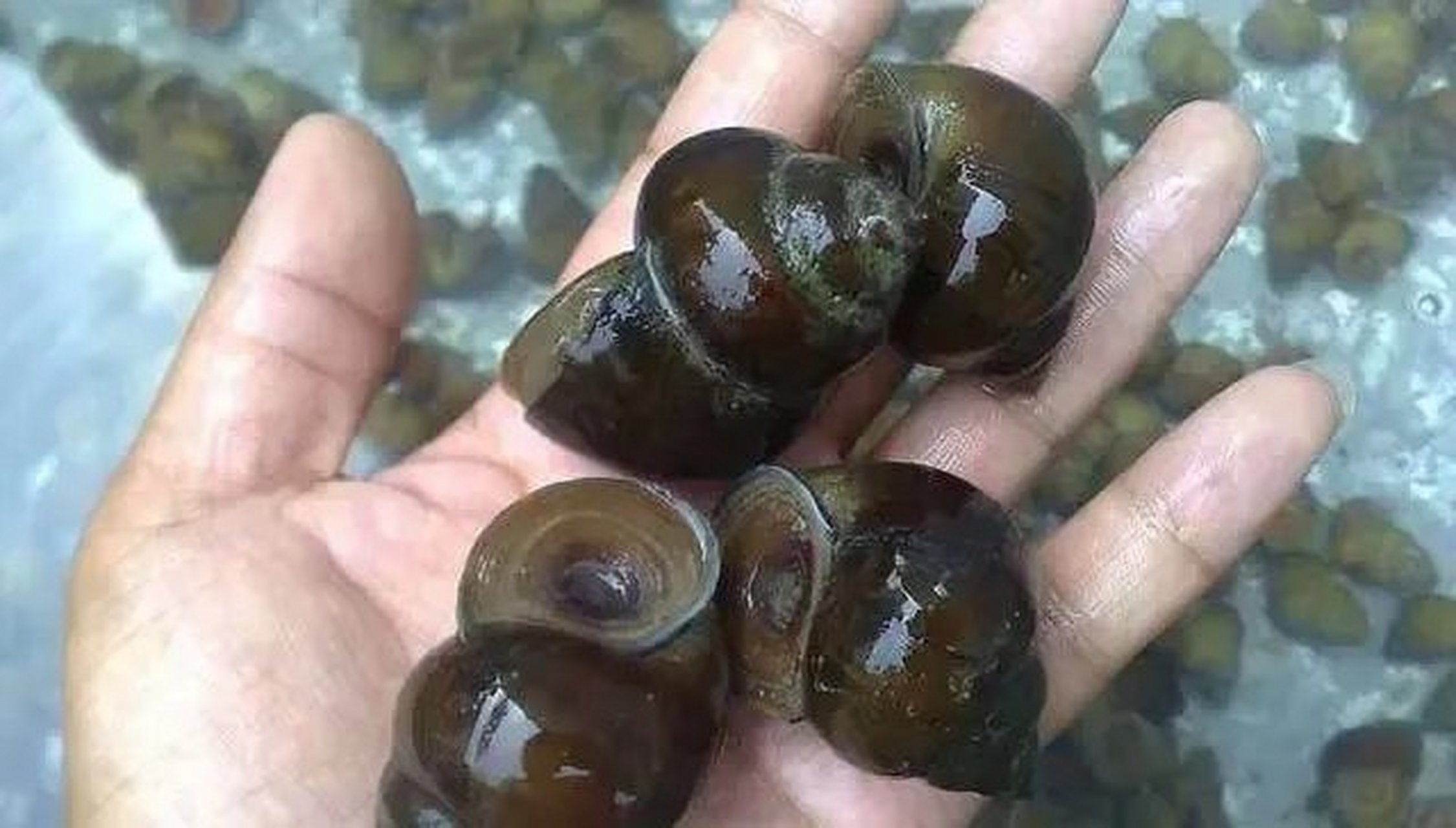 分不清哪个田螺哪个福寿螺,有没有人知道的说一下