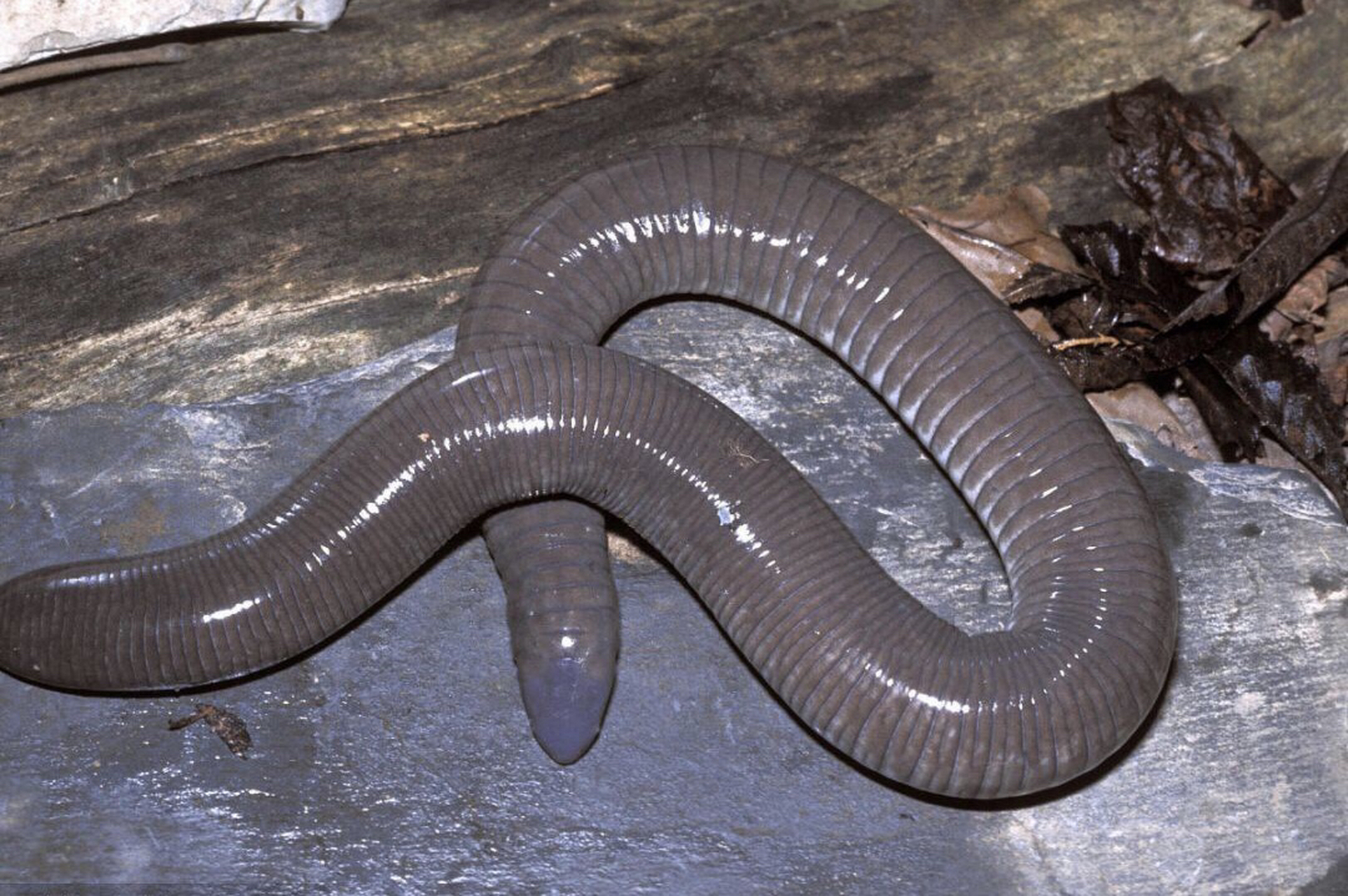 粗线真蚓的头部特写,有没有异型怪物的即视感