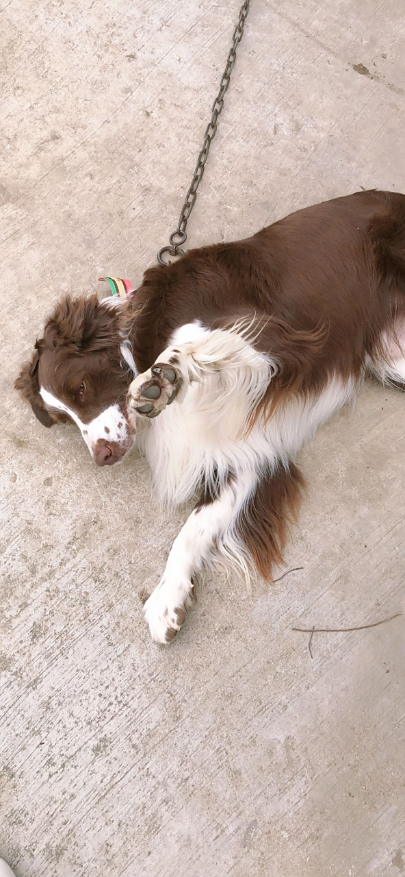 边牧和史宾格混的,从奶萌子到庞然大物就五个月的时间,好斗但怂,总是