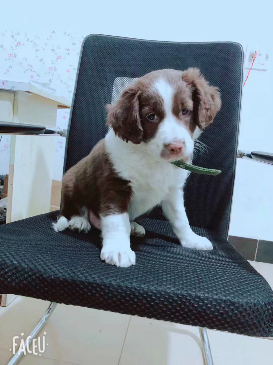 混的,从奶萌子到庞然大物就五个月的时间,好斗但怂,总是满身伤#狗狗