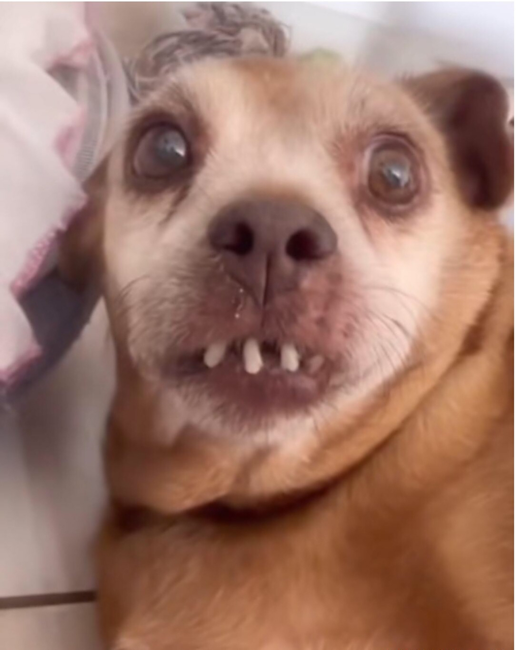 龅牙,有点儿自卑#狗狗#