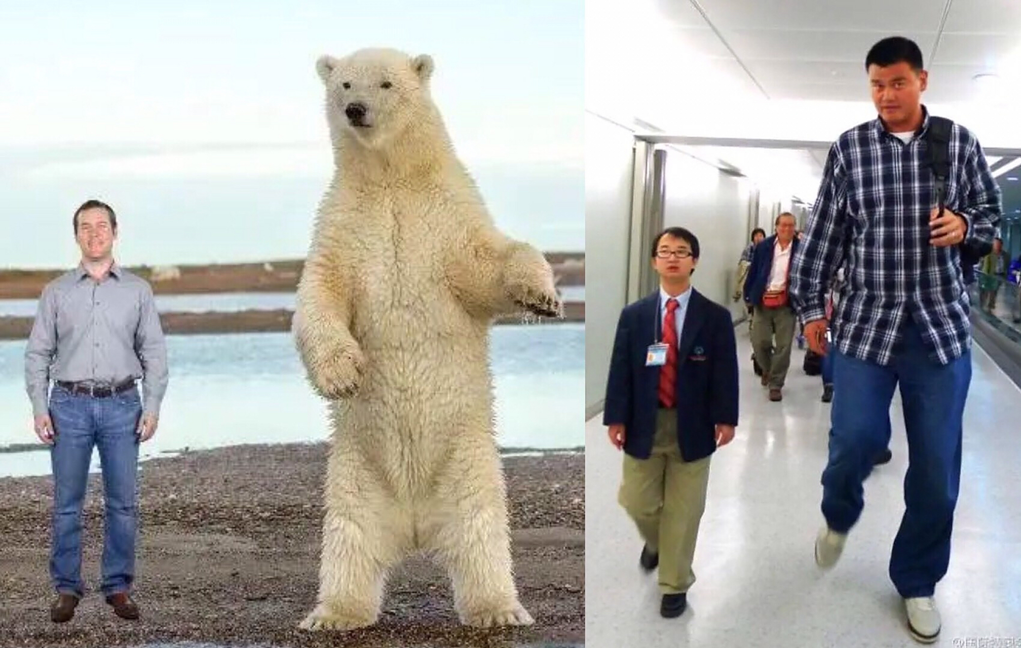 这样比较下来,北极熊站立起来和姚明同等高度吗
