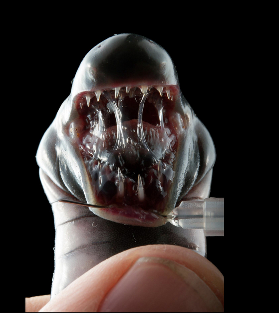 粗线真蚓的头部特写,有没有异型怪物的即视感