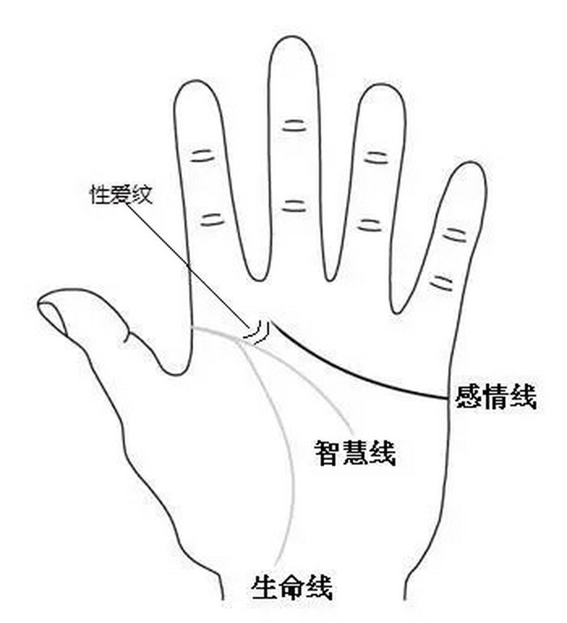 这个性爱线代表一个人的生命及情欲,性欲的表现.