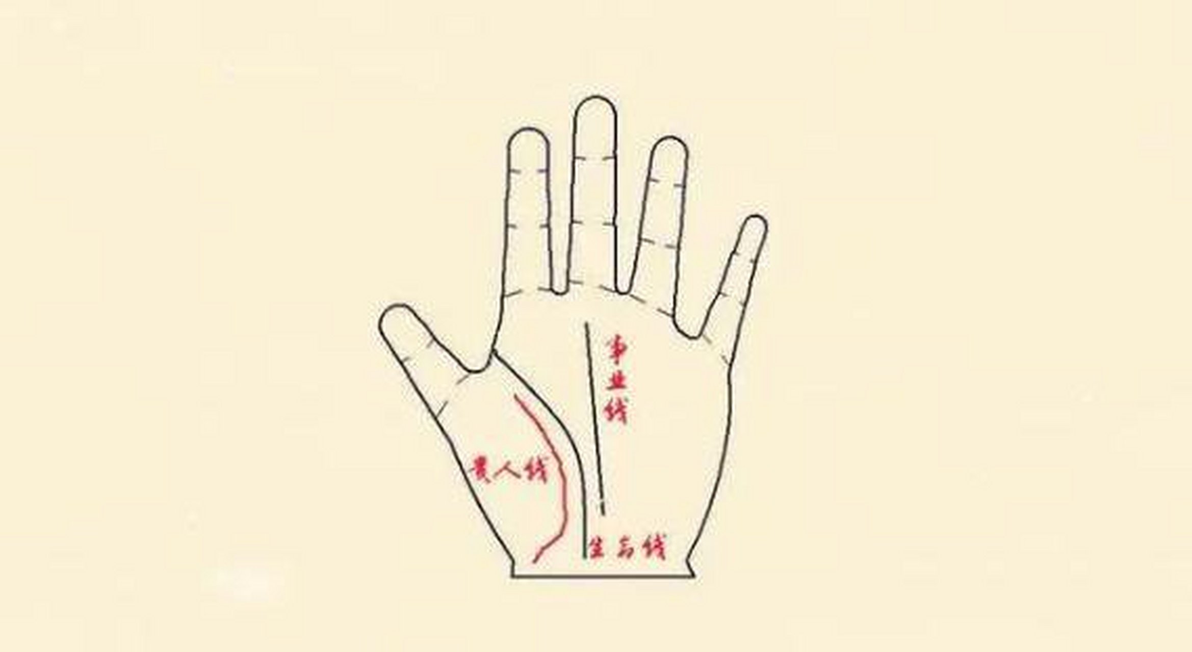 有贵人线 所谓的"贵人线",又叫做生命辅助线,指的是在大拇指的下方有