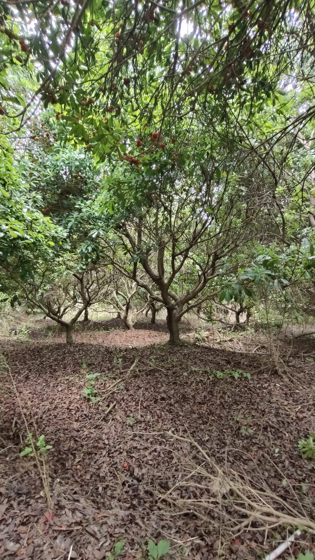 杨梅树一半树枝干枯图片