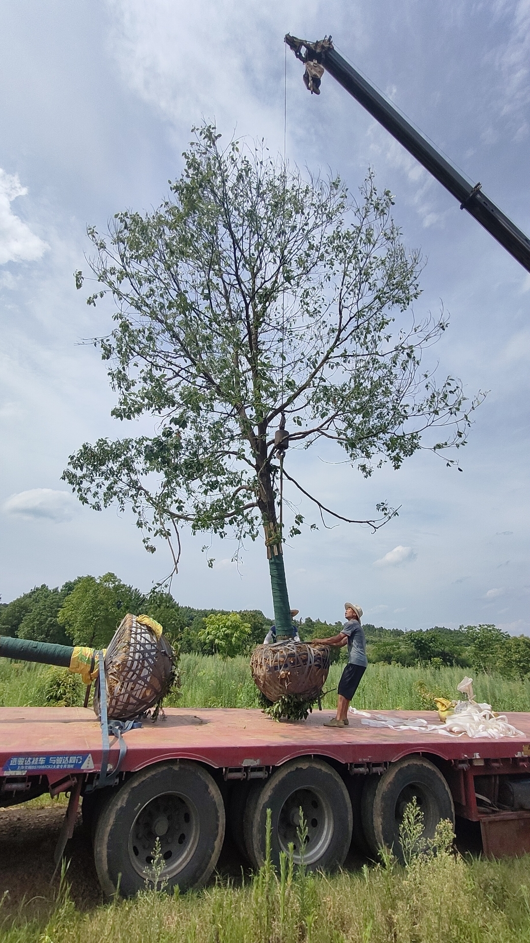 附近香樟树苗圃基地图片