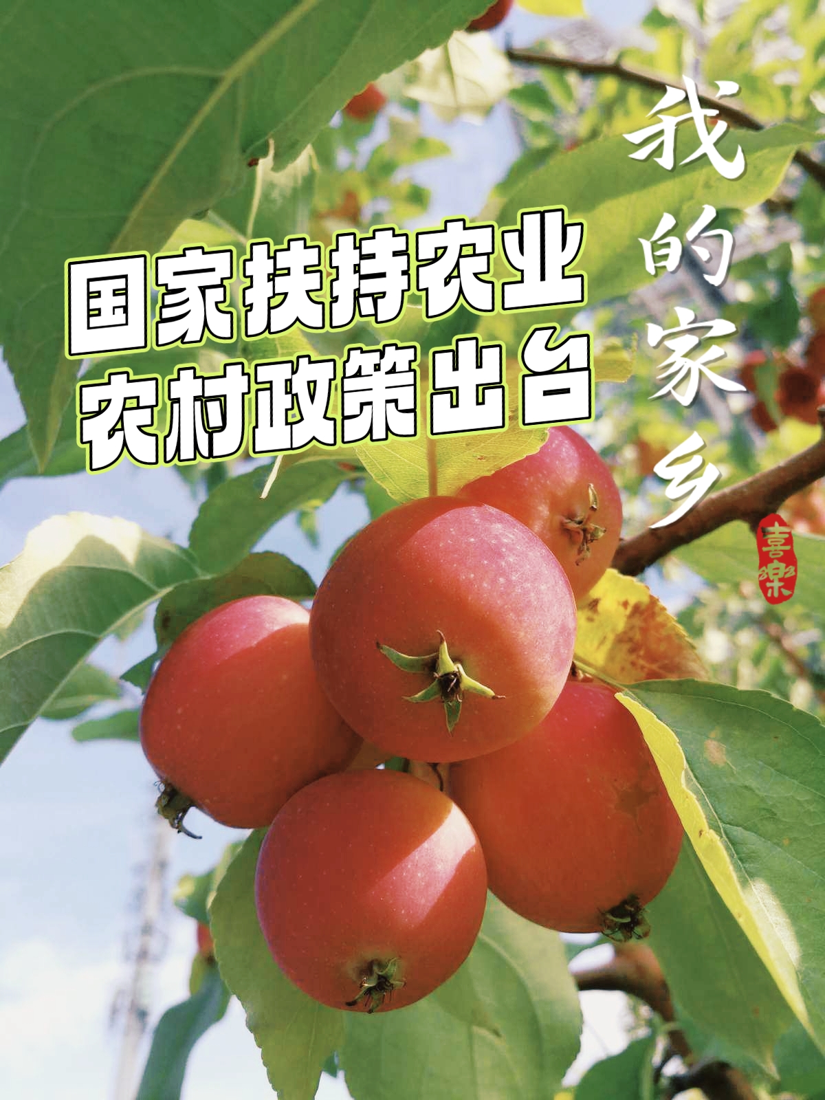 国家扶持农村致富项目标语(国家扶持农村致富项目标语怎么写)