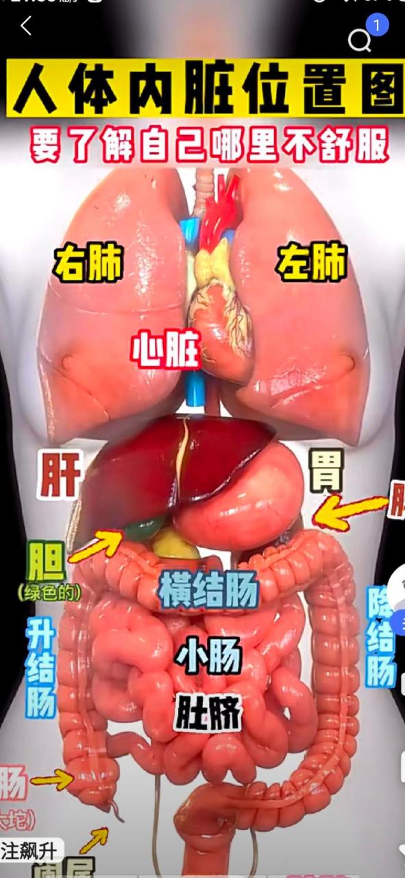 可见脉即 资始于肾间动气,即未