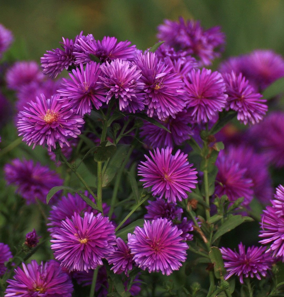 荷兰菊,绽放在秋日的精灵.那一抹抹紫色,尽显优雅之姿