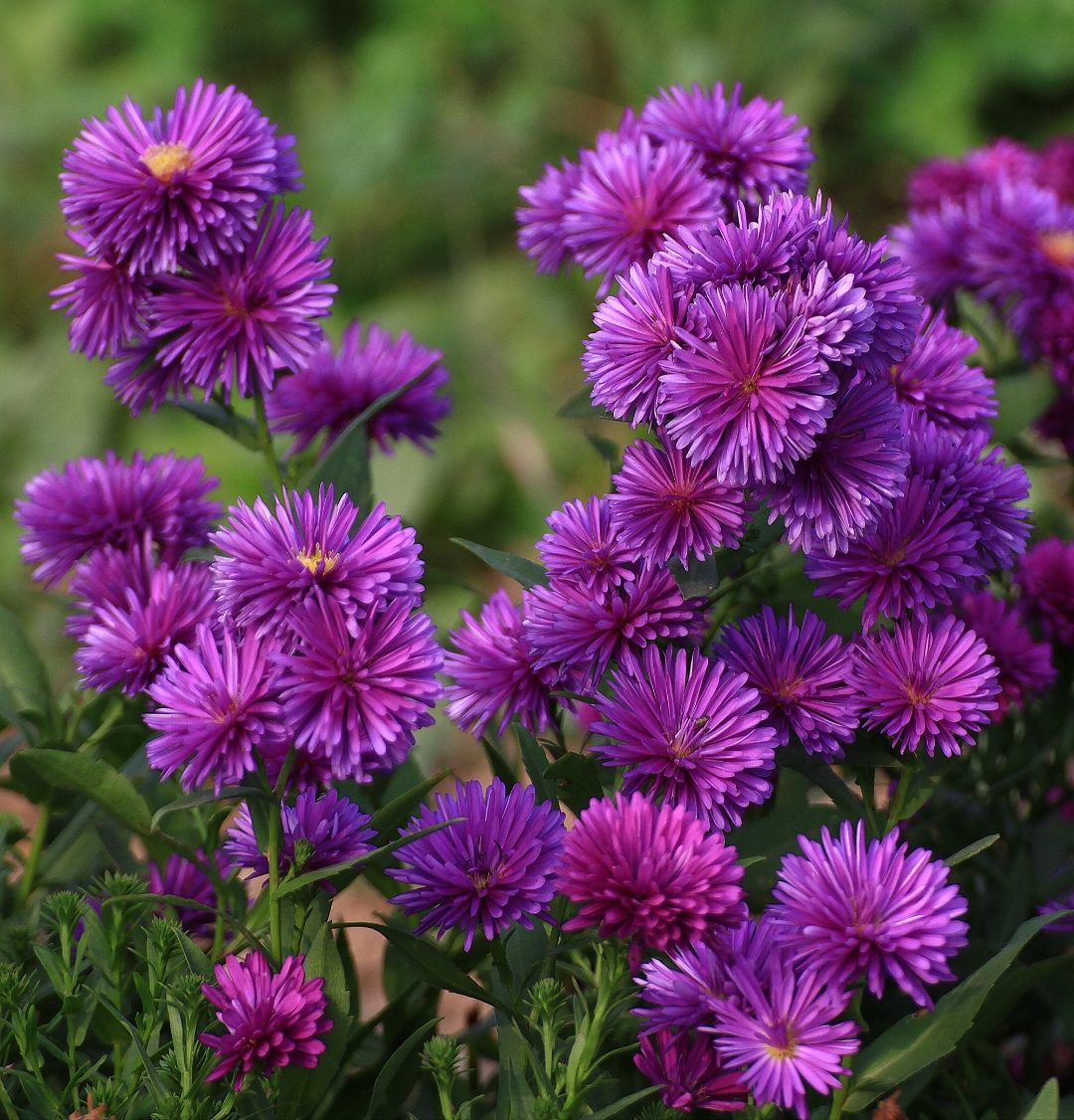 荷兰菊,绽放在秋日的精灵.那一抹抹紫色,尽显优雅之姿