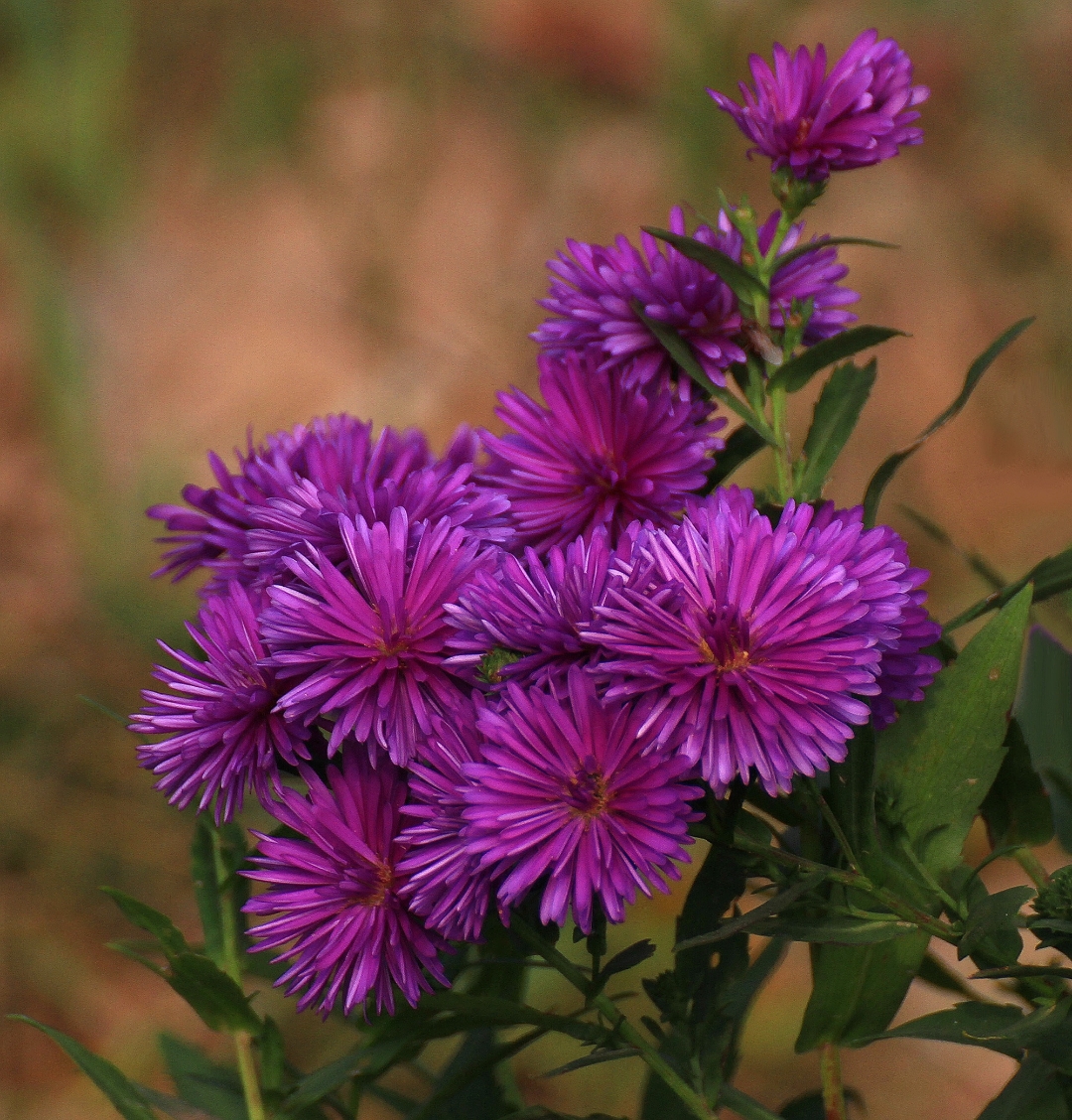 荷兰菊,绽放在秋日的精灵.那一抹抹紫色,尽显优雅之姿