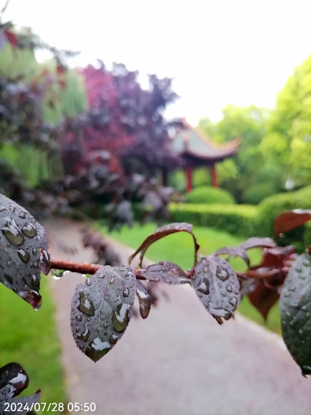 小雨淅淅沥沥图片