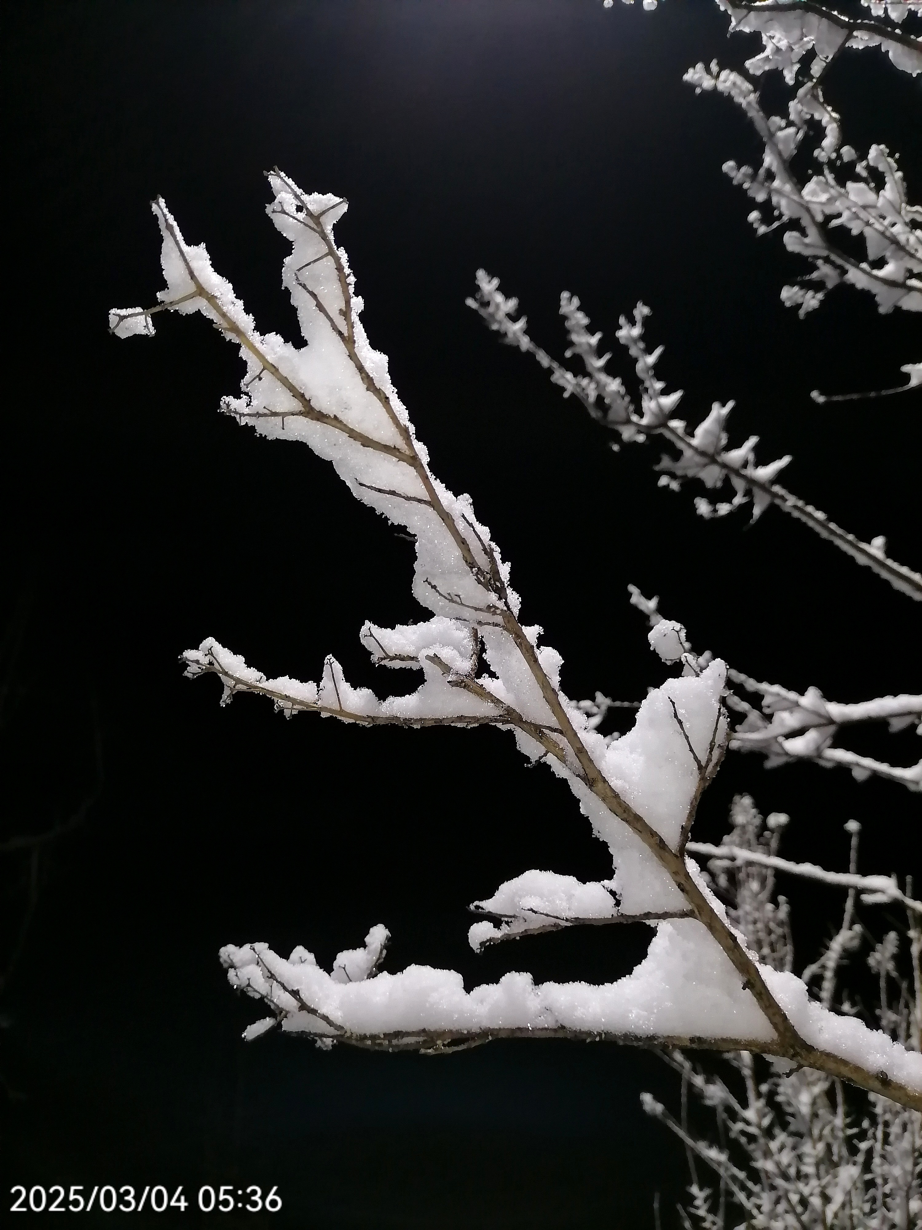 香使我感受到世界如此的多彩,大自然如此的艳树枝上有雪的图片雪花下