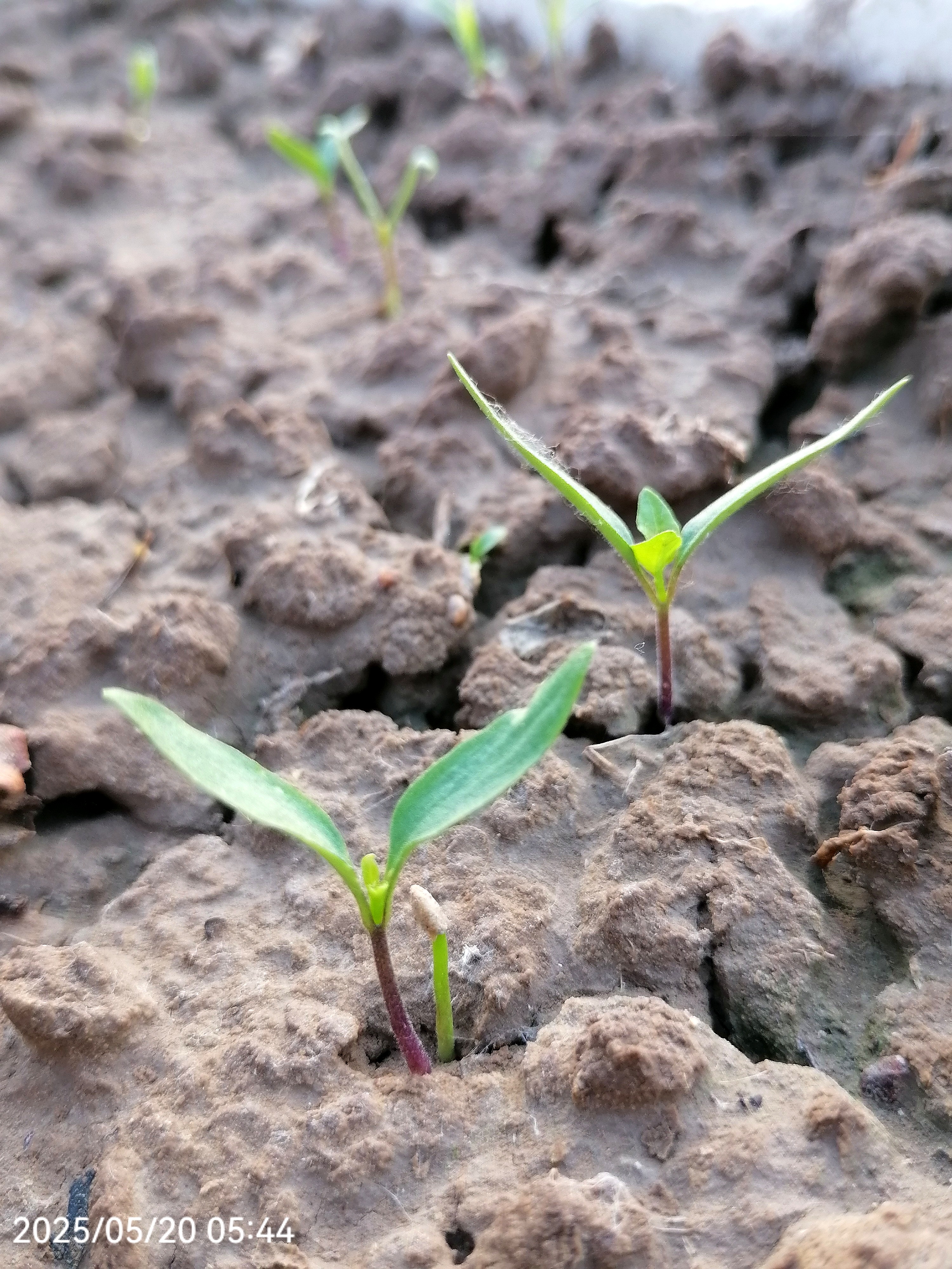20,是许多恋人的节日,是爱情的节日,是幸福的时刻!