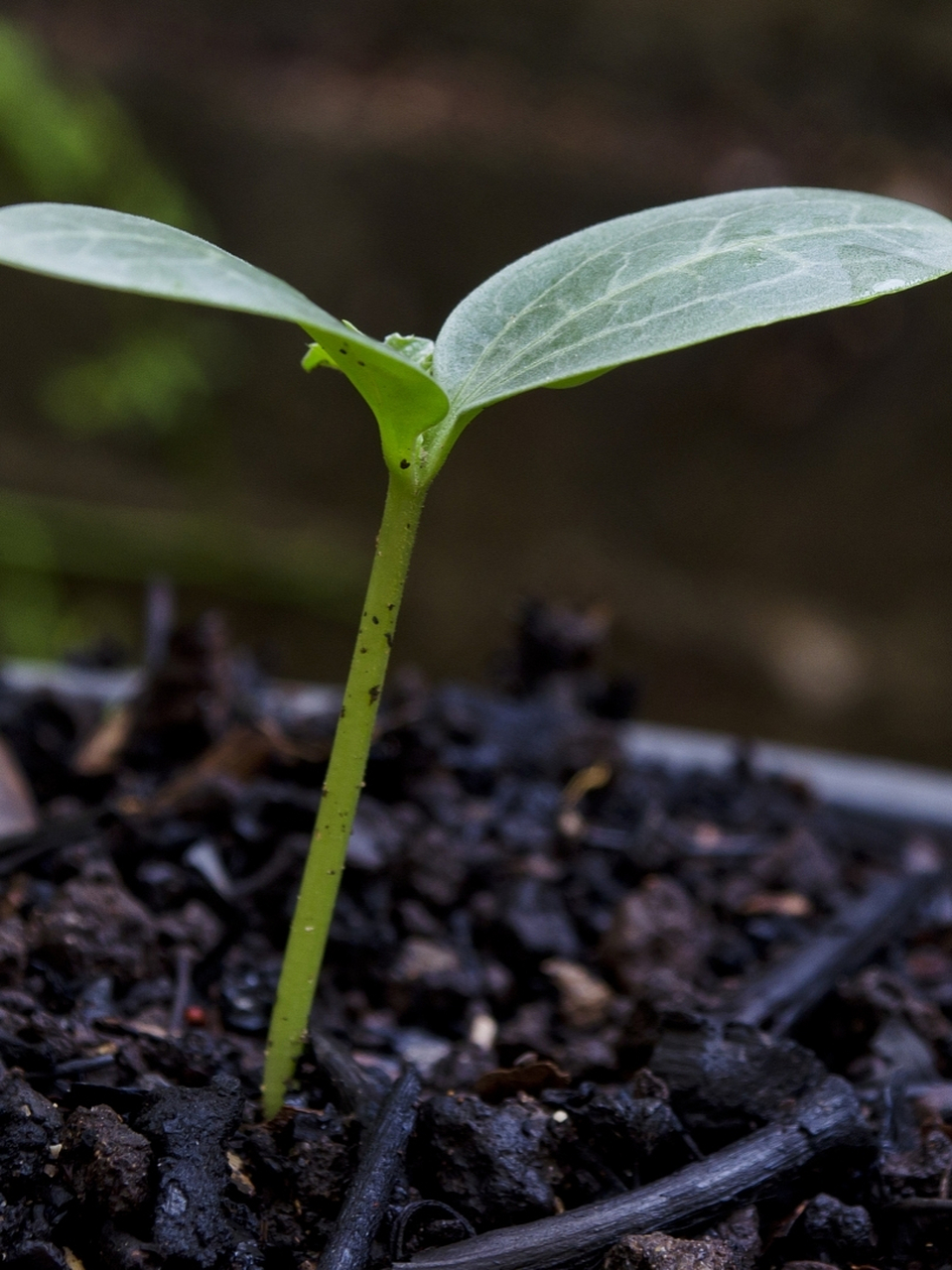 一颗种子埋在土里,然后生根发芽,汲取阳光与水分,经过昼夜与季节,默默