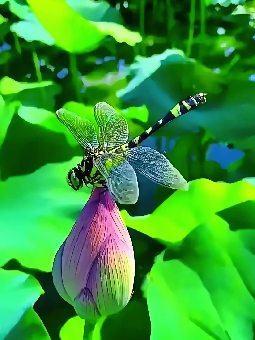 闲观万事岁月长,夏日午后,荷塘边小坐,荷叶初露尖尖角,蜻蜓已立上头