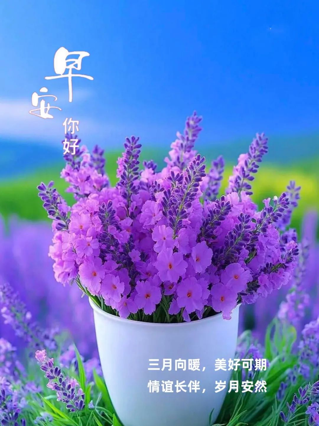 带来紫色的浪漫,情谊如花儿般绽放,岁月静好,我们相约在温暖的春天