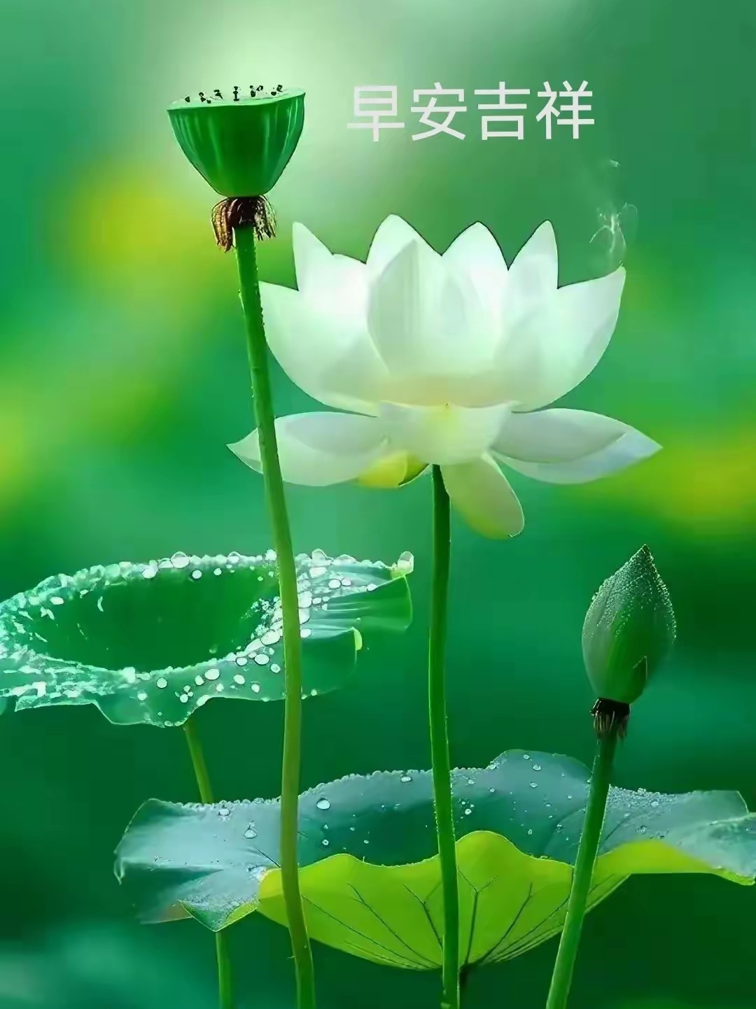 白色花朵纯洁无瑕,美丽素雅,如初雪覆地,然世间的美何止于此,百花齐放