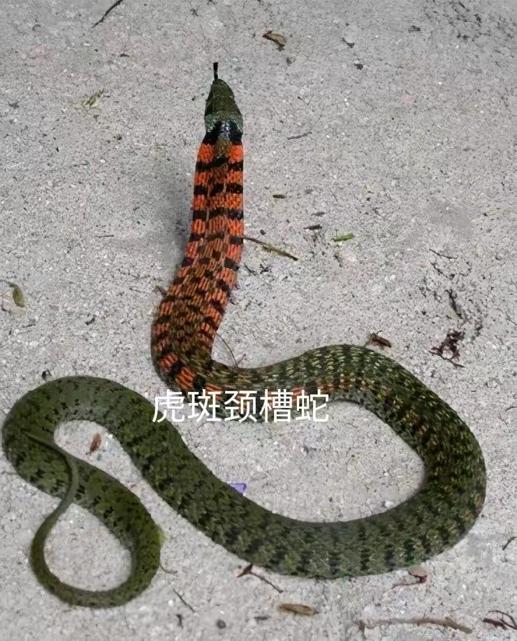 颈槽蛇和红脖颈槽蛇就是大家俗称的野鸡脖子,野鸡红,野鸡顶,鸡冠蛇等
